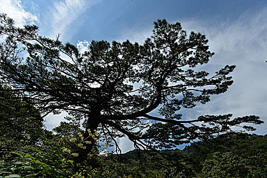 黄山黑虎松