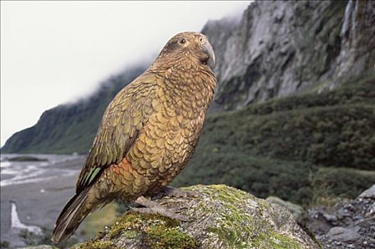 食肉鹦鹉,啄羊鹦鹉,栖息,岩石上,福克斯冰川,西区国家公园,新西兰
