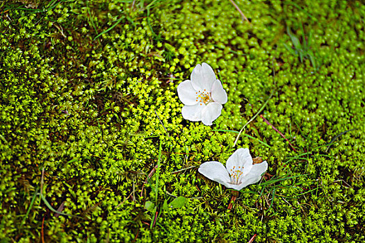 白花,植物