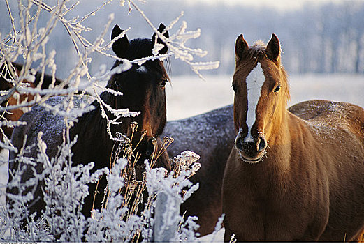 马,冬天,艾伯塔省,加拿大