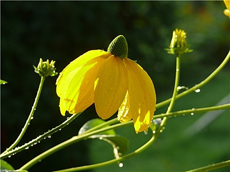 黄雏菊属植物