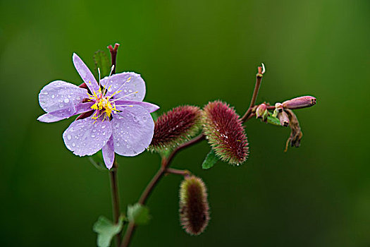 花,水果,刚果