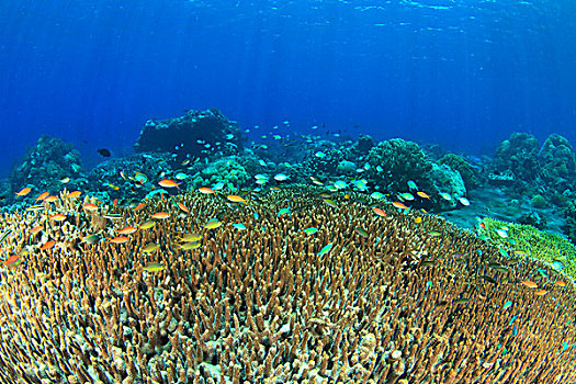 桌面珊瑚,硬珊瑚,鱼,岛屿,海洋,印度尼西亚
