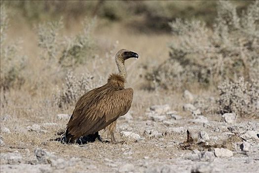 秃鹰,埃托沙国家公园,纳米比亚,非洲