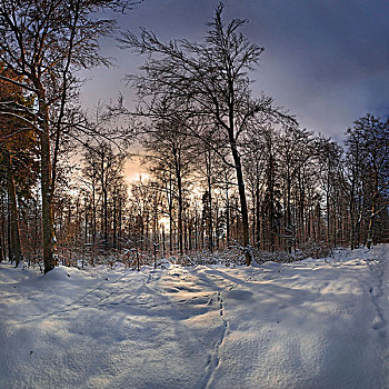 冬日树林,日落,艾希斯泰特,巴伐利亚,德国,欧洲