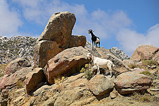 山羊,岩石上,山,纳克索斯岛,基克拉迪群岛,希腊