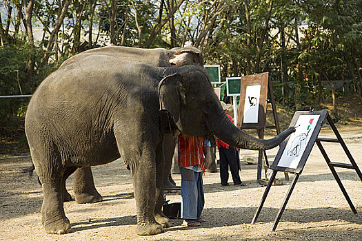大象,绘画,清迈,泰国