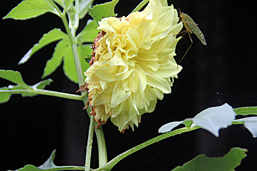 向日葵花朵菊花