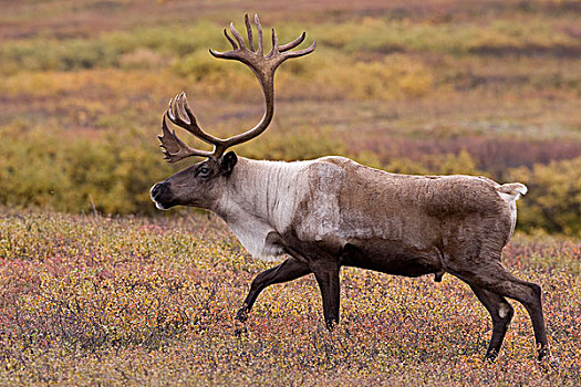 北美驯鹿,驯鹿属,雄性动物,苔原,中心,阿拉斯加