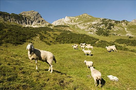 绵羊,高山牧场,提洛尔,奥地利,欧洲