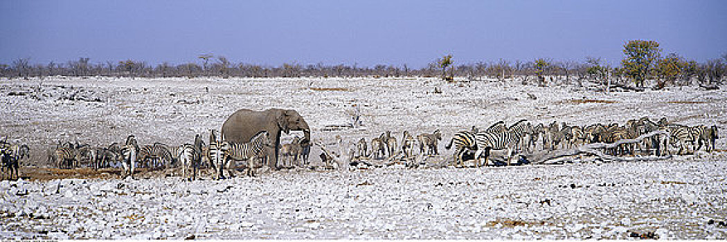 斑马,大象,水潭,纳米比亚,非洲