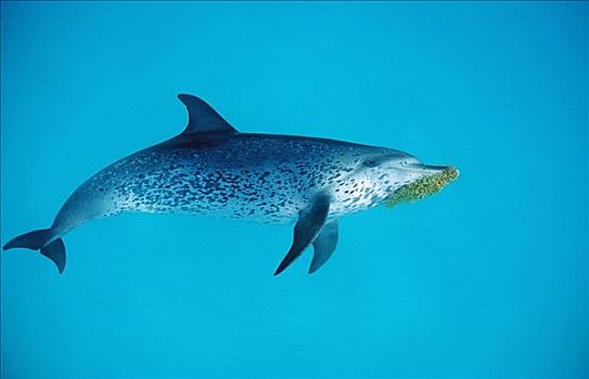 大西洋点斑原海豚,花斑原海豚,水生植物,嘴,巴哈马,西印度群岛,侧面