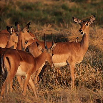 黑斑羚,奥卡万戈三角洲
