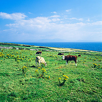菜牛,放牧,海洋,丁格尔半岛,凯瑞郡,爱尔兰