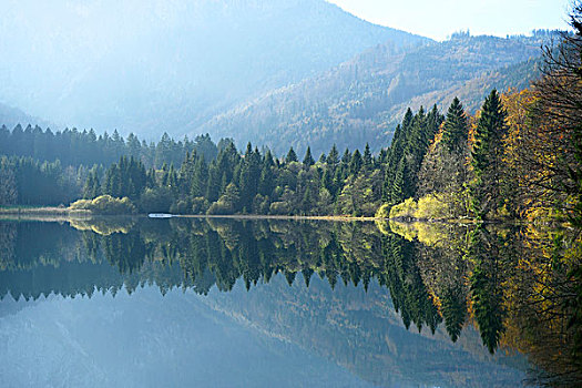 风景,挪威针杉,欧洲云杉,树,旁侧,秋天,奥地利