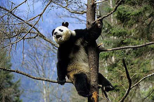 中国,四川,卧龙大熊猫保护区,大熊猫,树上