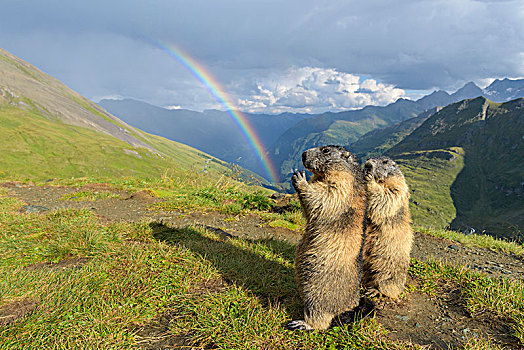 阿尔卑斯山土拨鼠,旱獭,两个,站立,动物,彩虹,上陶恩山国家公园,奥地利