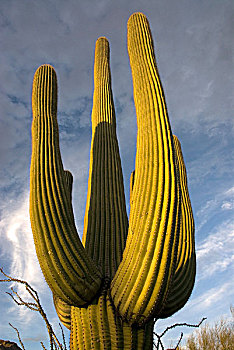 树形仙人掌,仙人掌,肿胀,茎,萨瓜罗国家公园,索诺拉沙漠,亚利桑那,美国