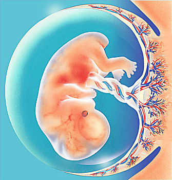 胎儿