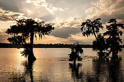 美国,路易斯安那,夕阳湖,秃头,柏树,站在水中