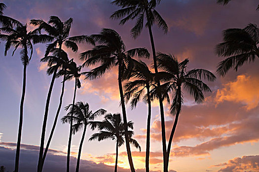 剪影,棕榈树,日落,北岸,毛伊岛,夏威夷,美国