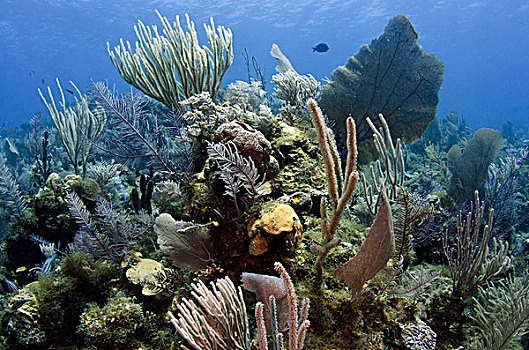 珊瑚礁,国家公园,古巴