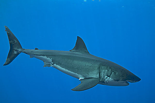 大白鲨,沙鲨属,女性,疤痕,顶着,交配,瓜达卢佩岛,墨西哥
