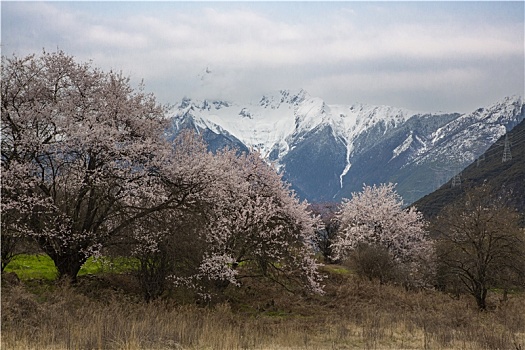 春满岗村