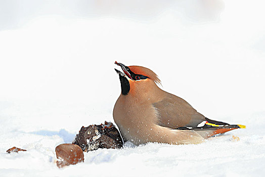雪地里的一只太平鸟