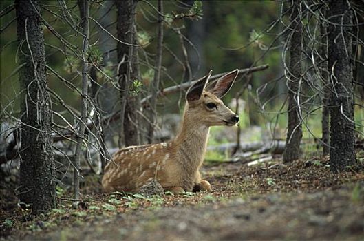 鹿,白尾鹿,矮小,休息,松树,树林,东南部,亚利桑那