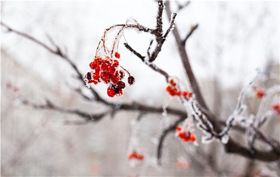 红色,欧洲花楸,水果,遮盖,白霜