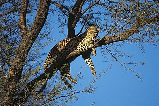 豹,猫科动物,树上,哺乳动物,纳米比亚,非洲,动物