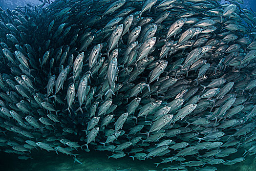 鱼群,鱼,水下视角,卡波圣卢卡斯,下加利福尼亚州,墨西哥,北美