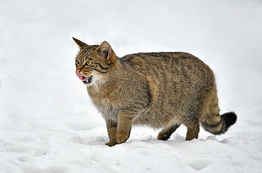 野猫科动物,斑貓,雪中,俘获