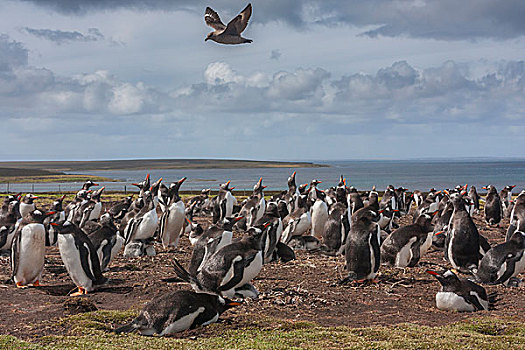 南美,福克兰群岛,岛屿,鸟,攻击,巴布亚企鹅,戈登,画廊