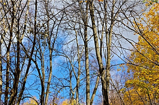 秋日树林,蓝天