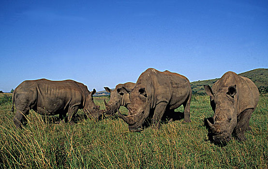 白犀牛,公园,祖鲁兰,南非
