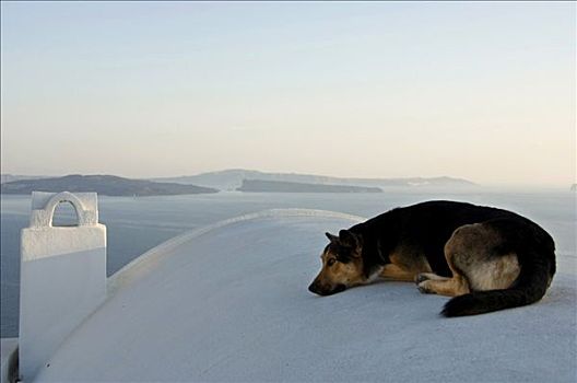 狗,屋顶,锡拉岛,基克拉迪群岛,爱琴海,希腊