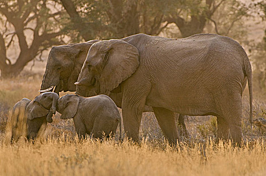 家族,非洲象,河,达马拉兰,纳米比亚