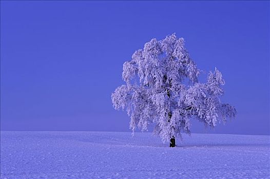 树,白霜,亮光,满月,阿尔皋,瑞士,欧洲