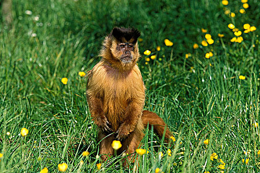 黑色,棕色卷尾猴,雄性,后腿站立,环顾