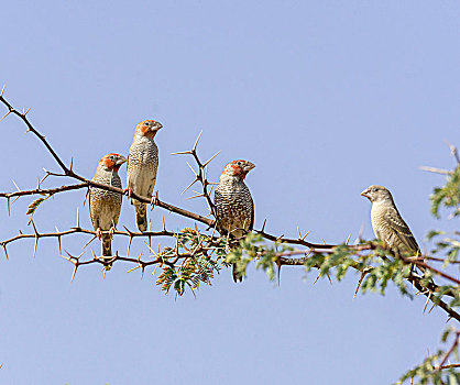 红发,雀,织布鸟,卡拉哈迪,国家公园,北角,南非,非洲