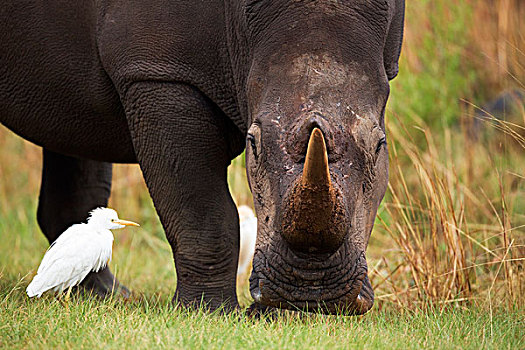 白犀牛,喂食,靠近,牛背鹭,自然保护区,南非