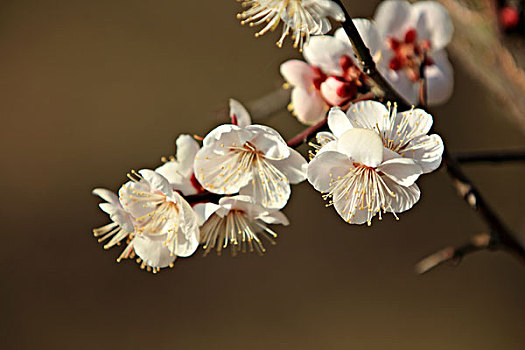 梅花