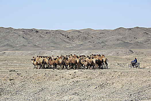 准噶尔盘地旁的骆驼群,新疆阿尔泰