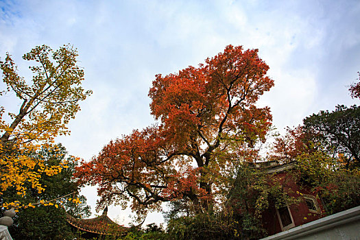 树,秋色