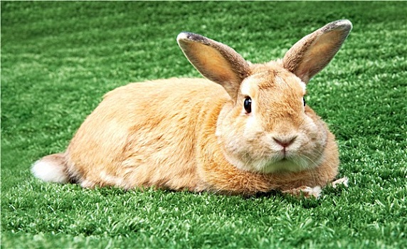兔子,草地