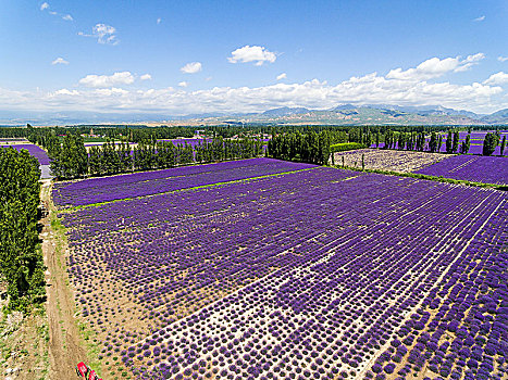 熏衣草,熏衣草园,紫色花卉,香料花卉