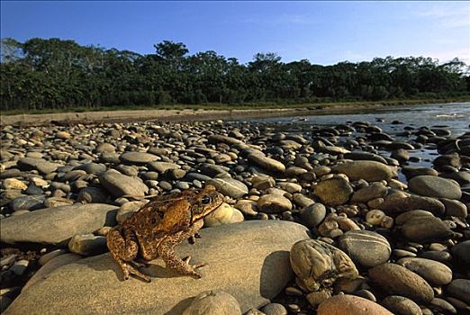 蟾蜍,岩石上,河,亚马逊河,生态系统,秘鲁