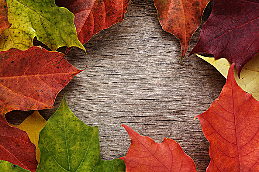 秋天,枫叶,木头,表面,横图